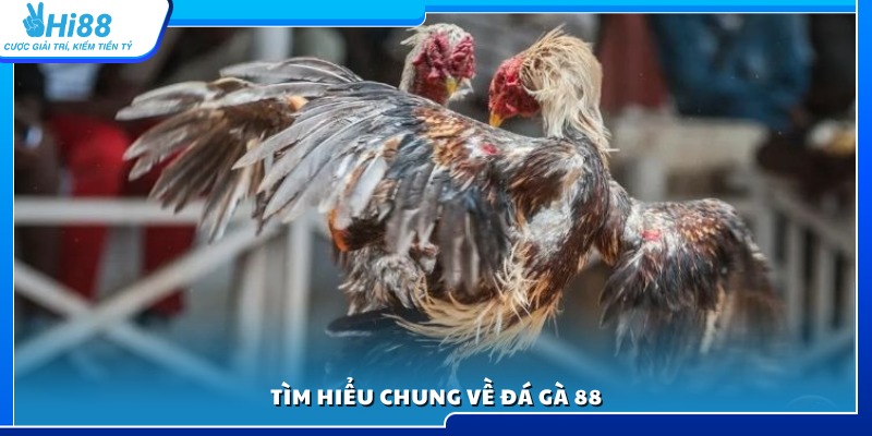 Giới thiệu khái quát về hệ thống đá gà trực tuyến 88 